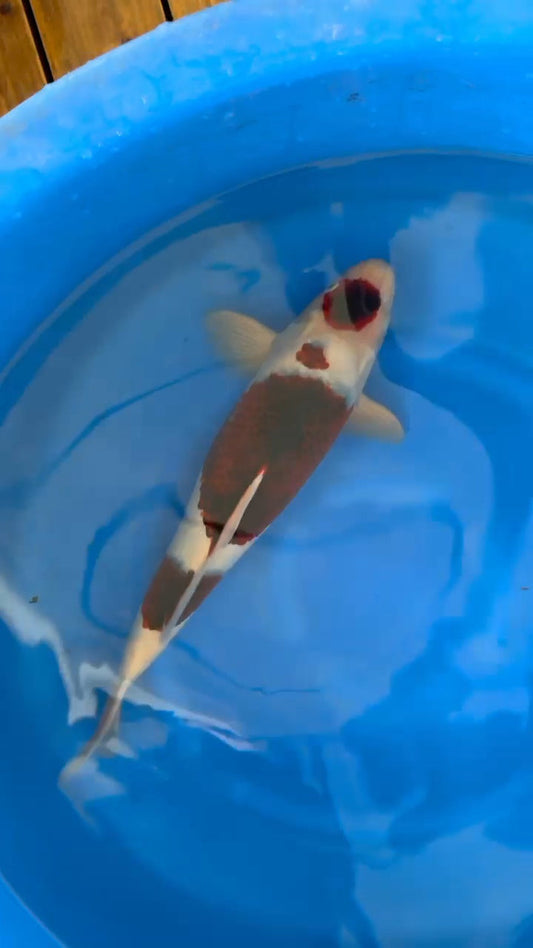 Koi fish for sale — 55 cm Ogata Budo Goromo at ChampKoi