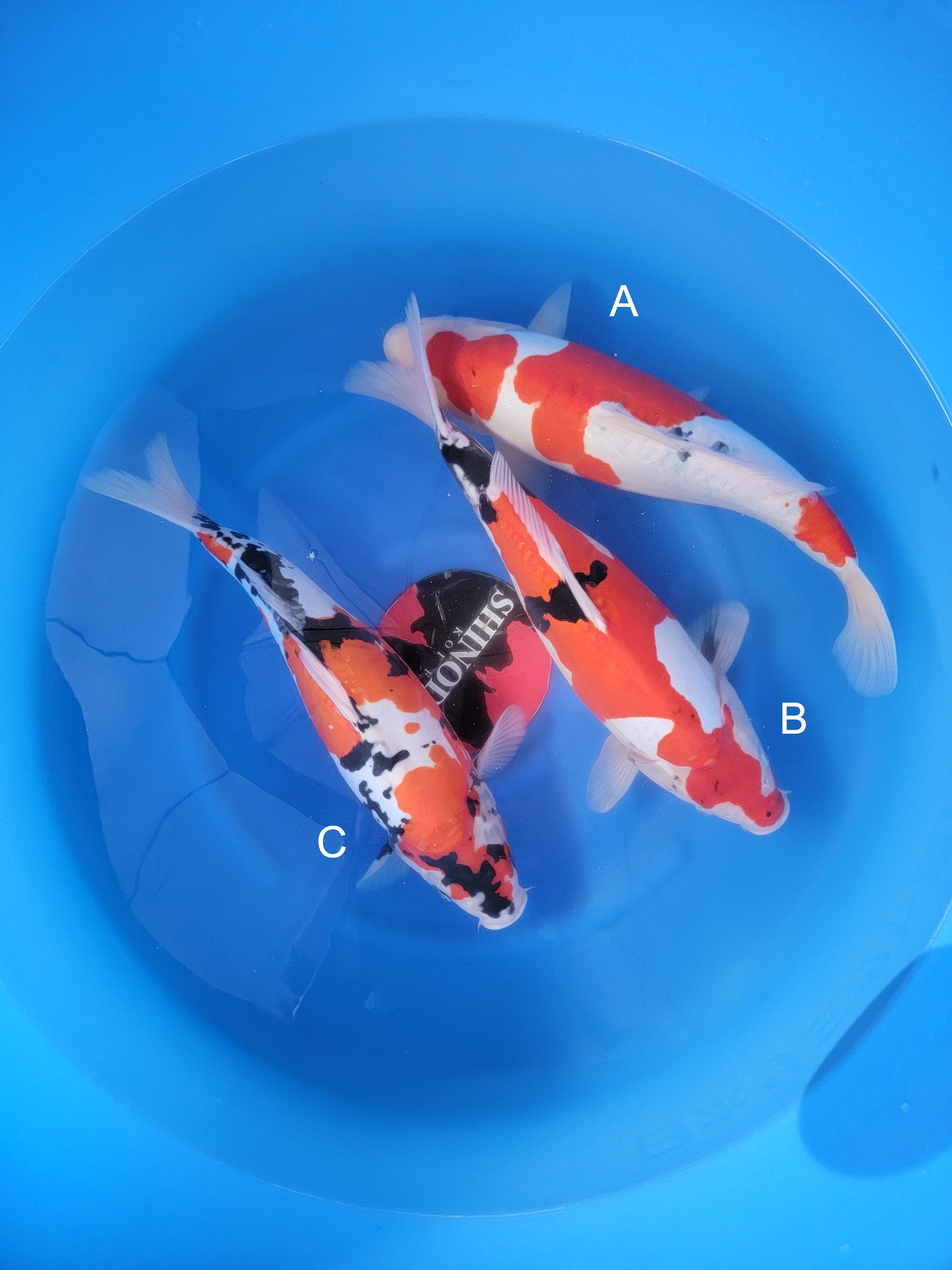 Koi fish for sale — 44-46 cm Shinoda Doitsu Showa at ChampKoi