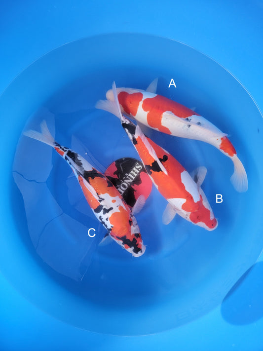Koi fish for sale — 44-46 cm Shinoda Doitsu Showa at ChampKoi