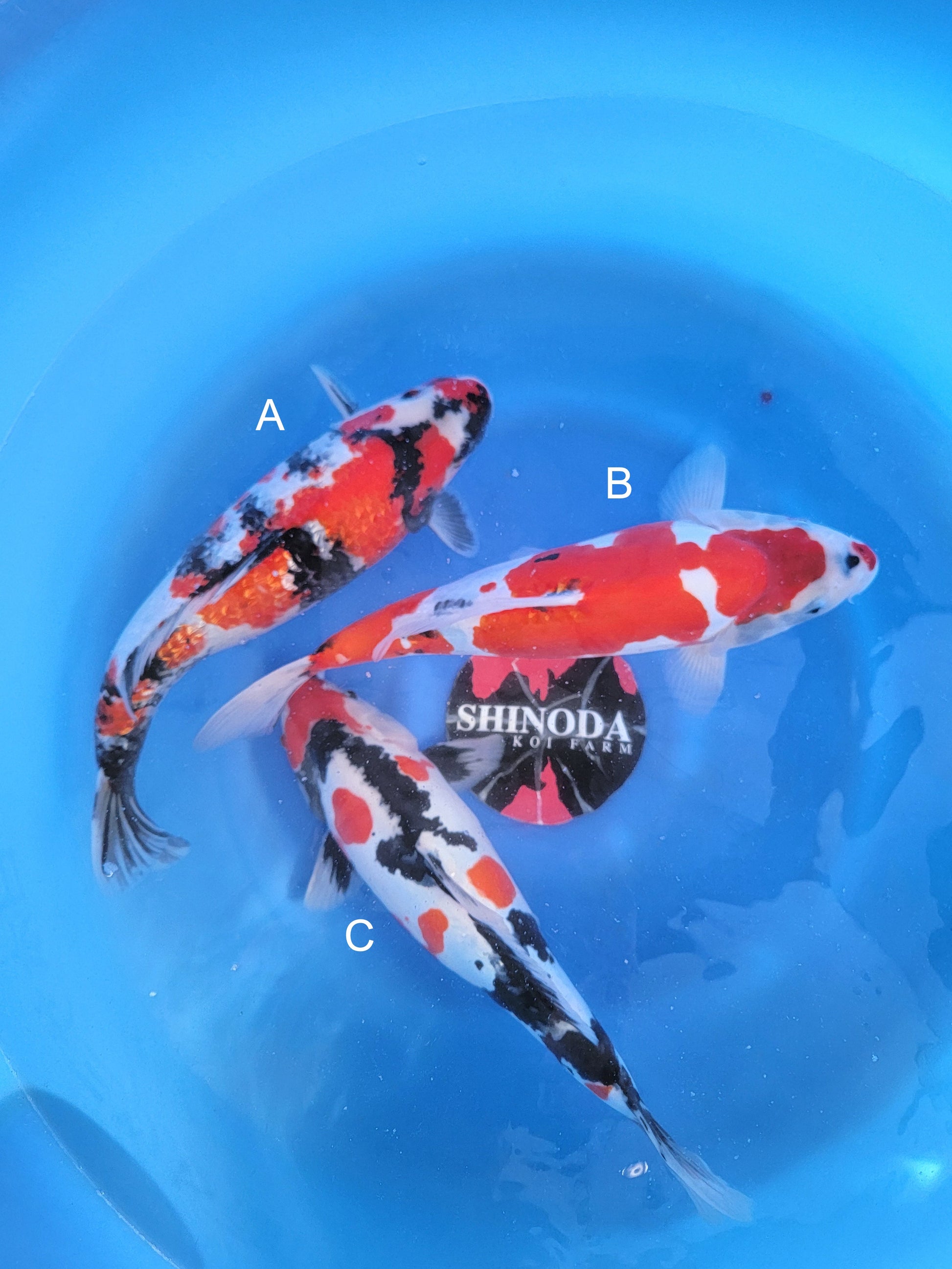 Koi fish for sale — 42-45 cm Shinoda Ginrin Showa at ChampKoi
