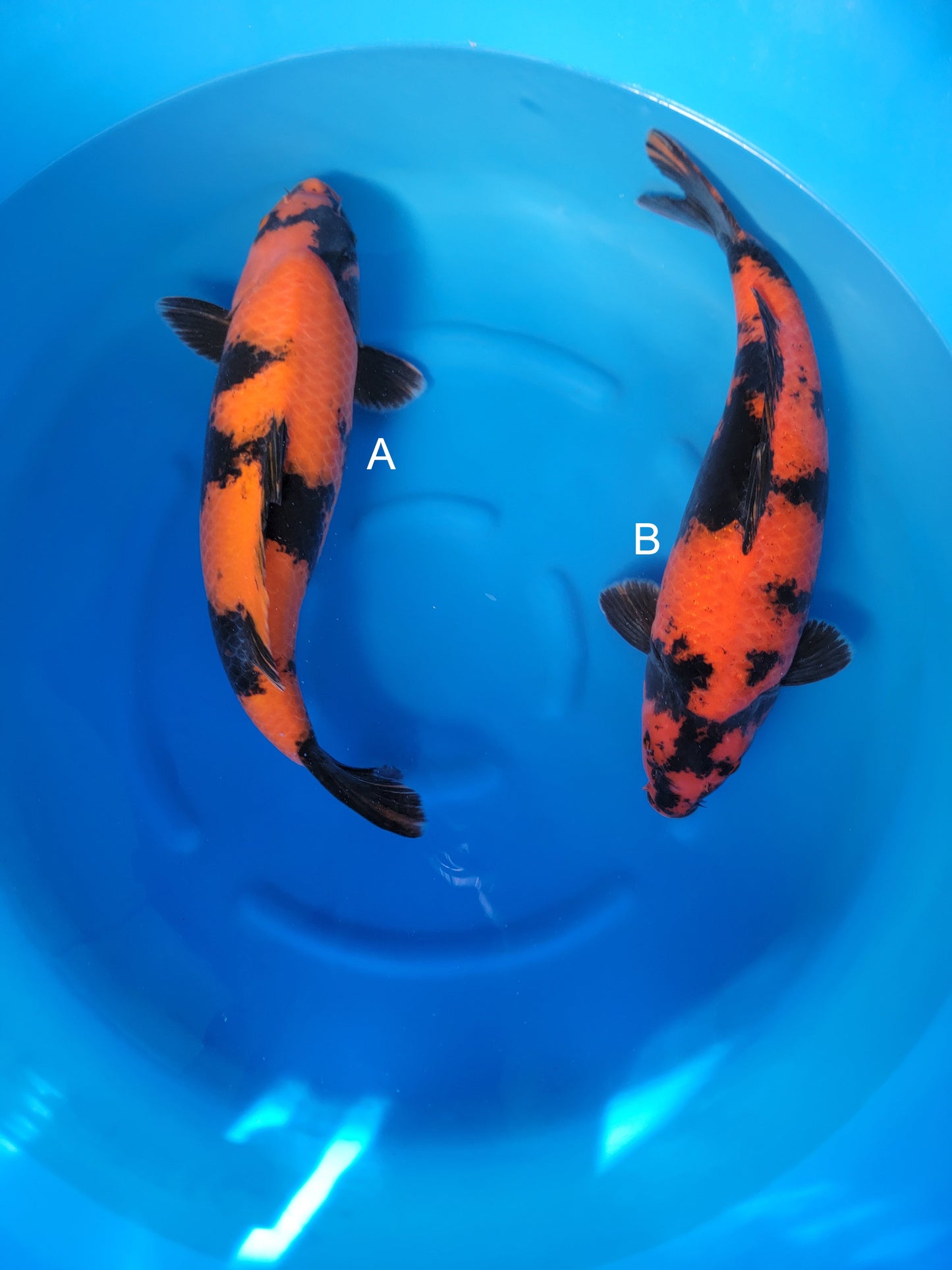 Koi fish for sale — undefined-undefined cm Shinoda Hi Utsuri at ChampKoi