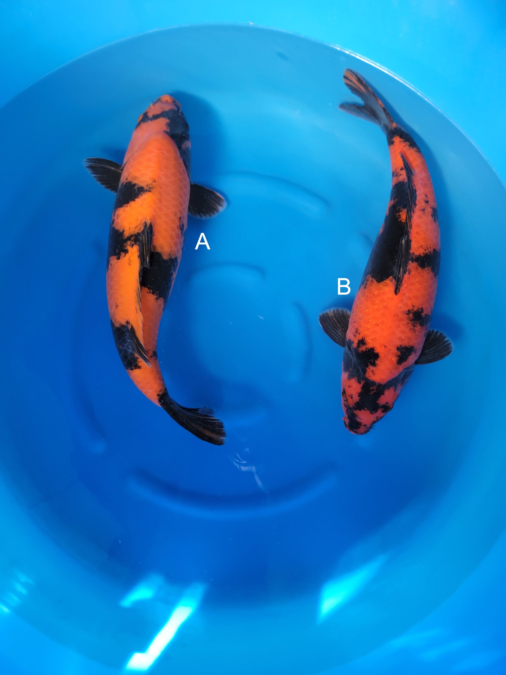 Koi fish for sale — undefined-undefined cm Shinoda Hi Utsuri at ChampKoi