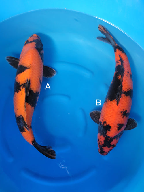 Koi fish for sale — undefined-undefined cm Shinoda Hi Utsuri at ChampKoi - image 2