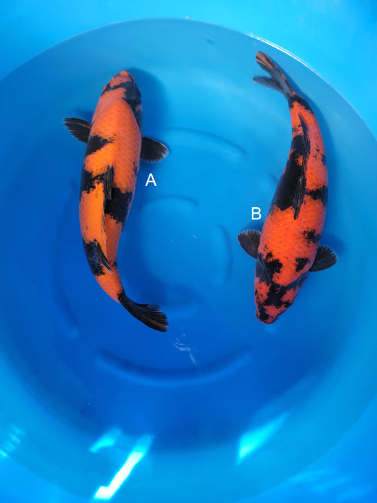 Koi fish for sale — undefined-undefined cm Shinoda Hi Utsuri at ChampKoi