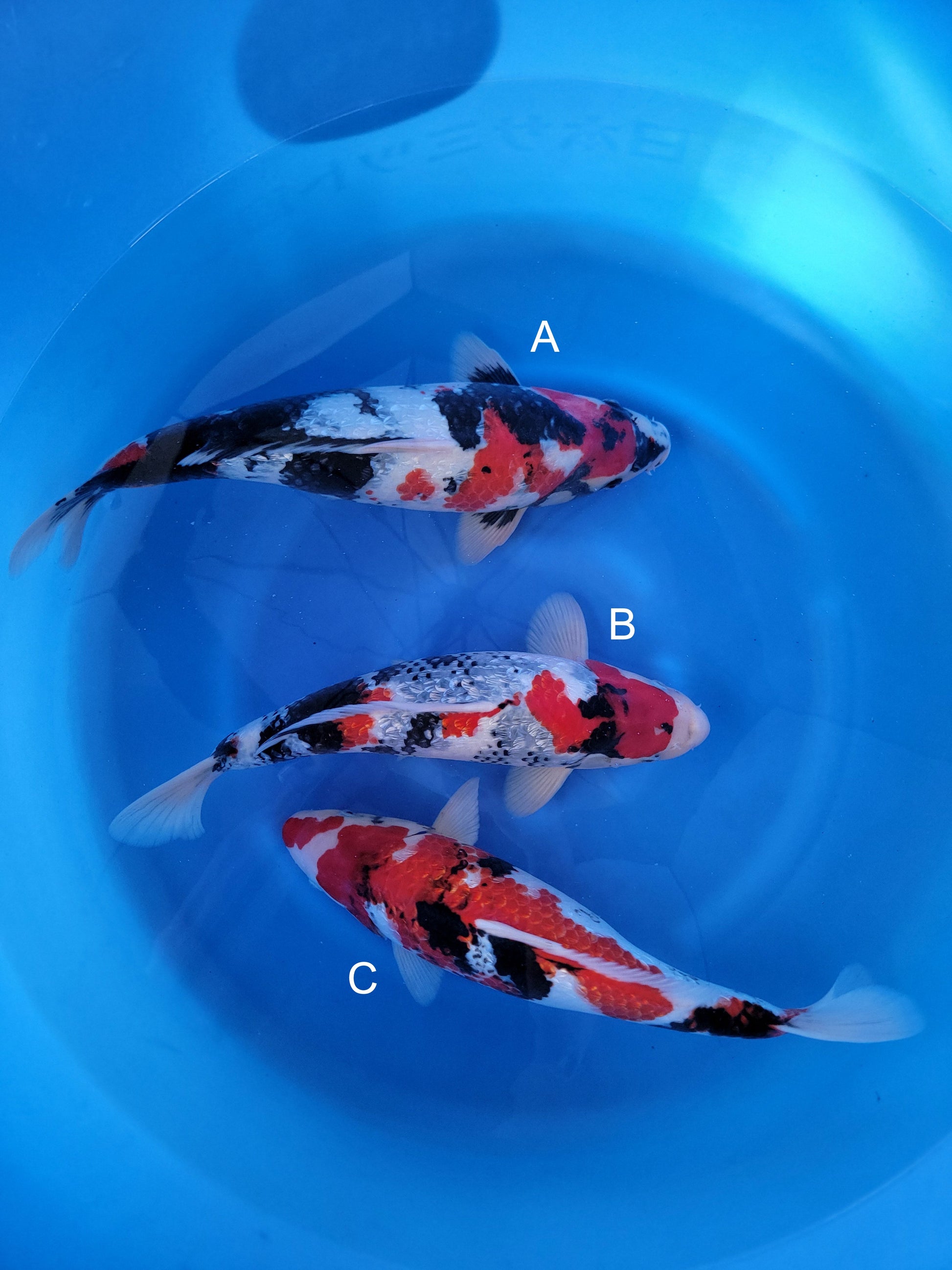Koi fish for sale — undefined-undefined cm Shinoda Ginrin Showa at ChampKoi