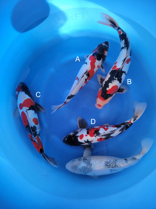 Koi fish for sale — 40-45 cm Shinoda Doitsu Showa at ChampKoi