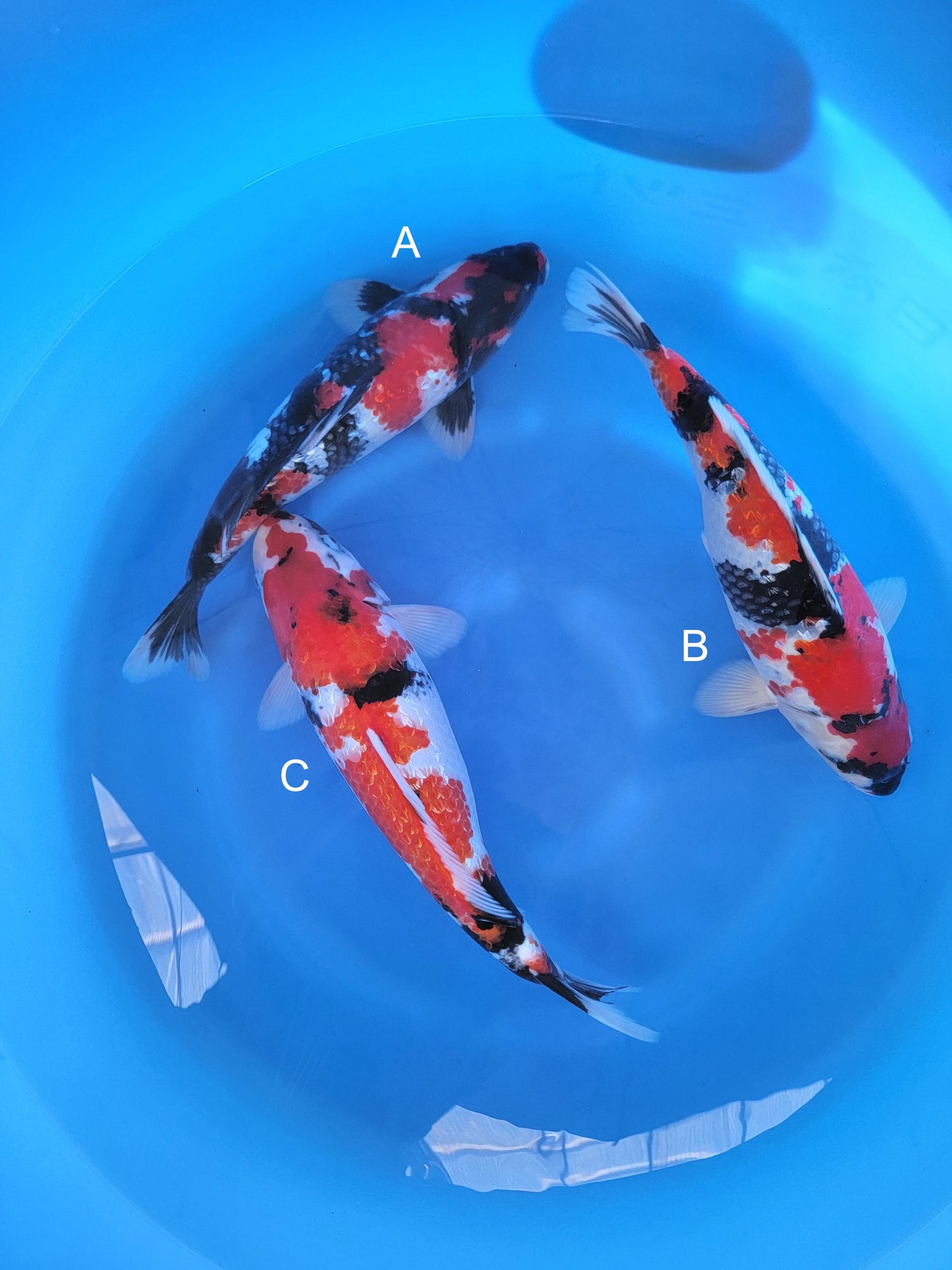 Koi fish for sale — 40-45 cm Shinoda Ginrin Showa at ChampKoi