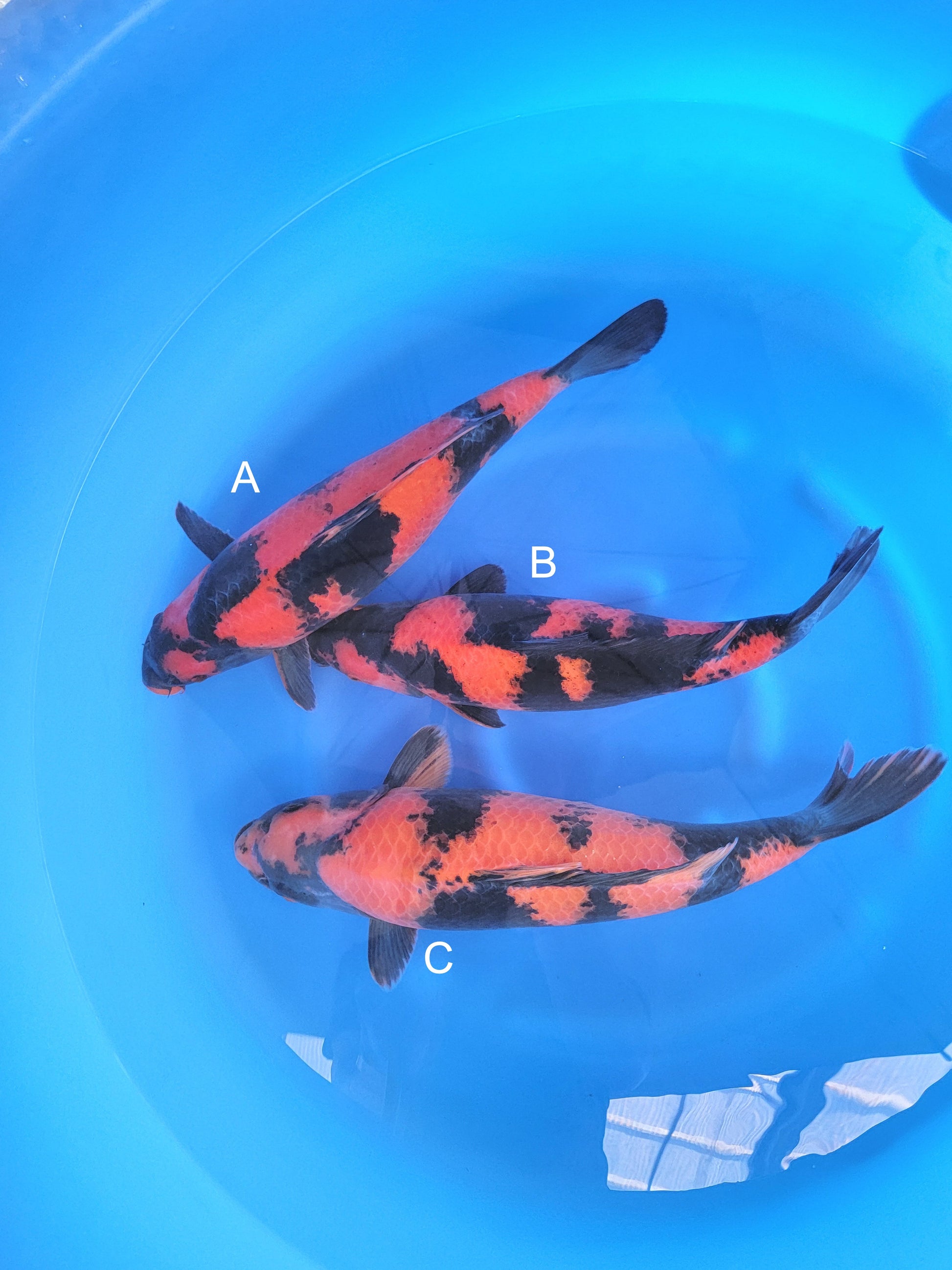 Koi fish for sale — 40-45 cm Shinoda Hi Utsuri at ChampKoi