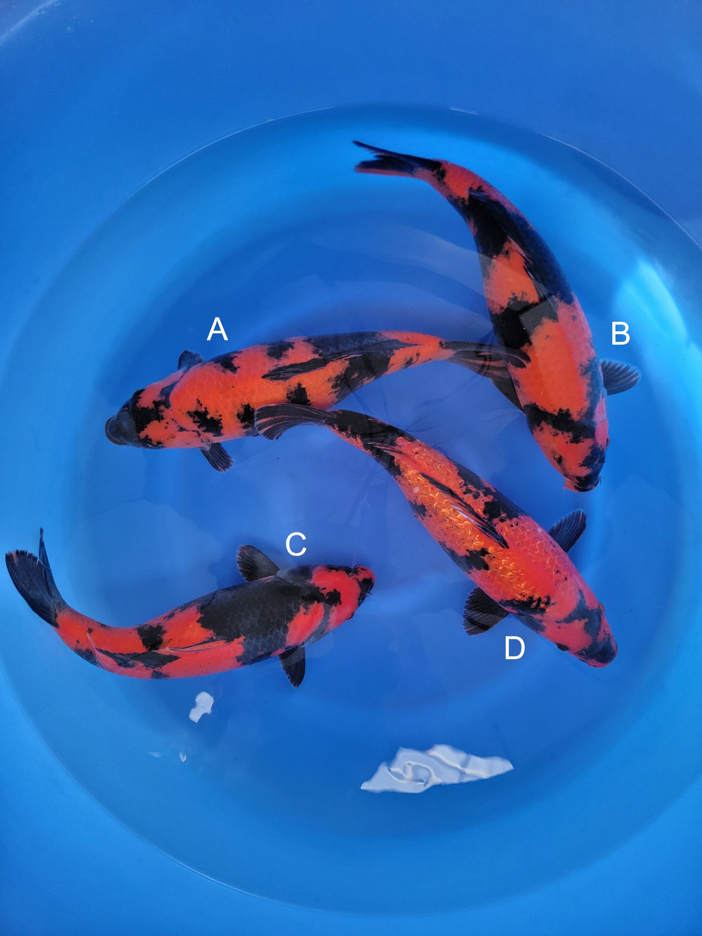 Koi fish for sale — 40-45 cm Shinoda Hi Utsuri at ChampKoi