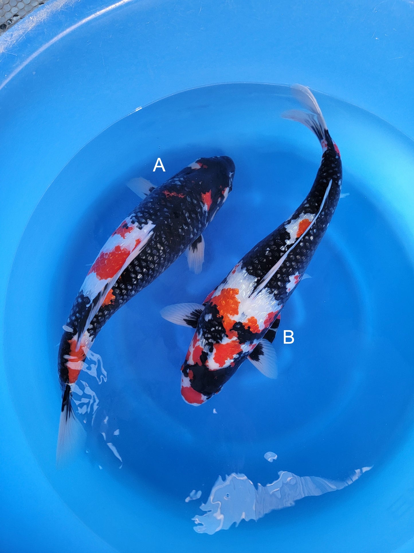 Koi fish for sale — undefined-undefined cm Shinoda Ginrin Showa at ChampKoi