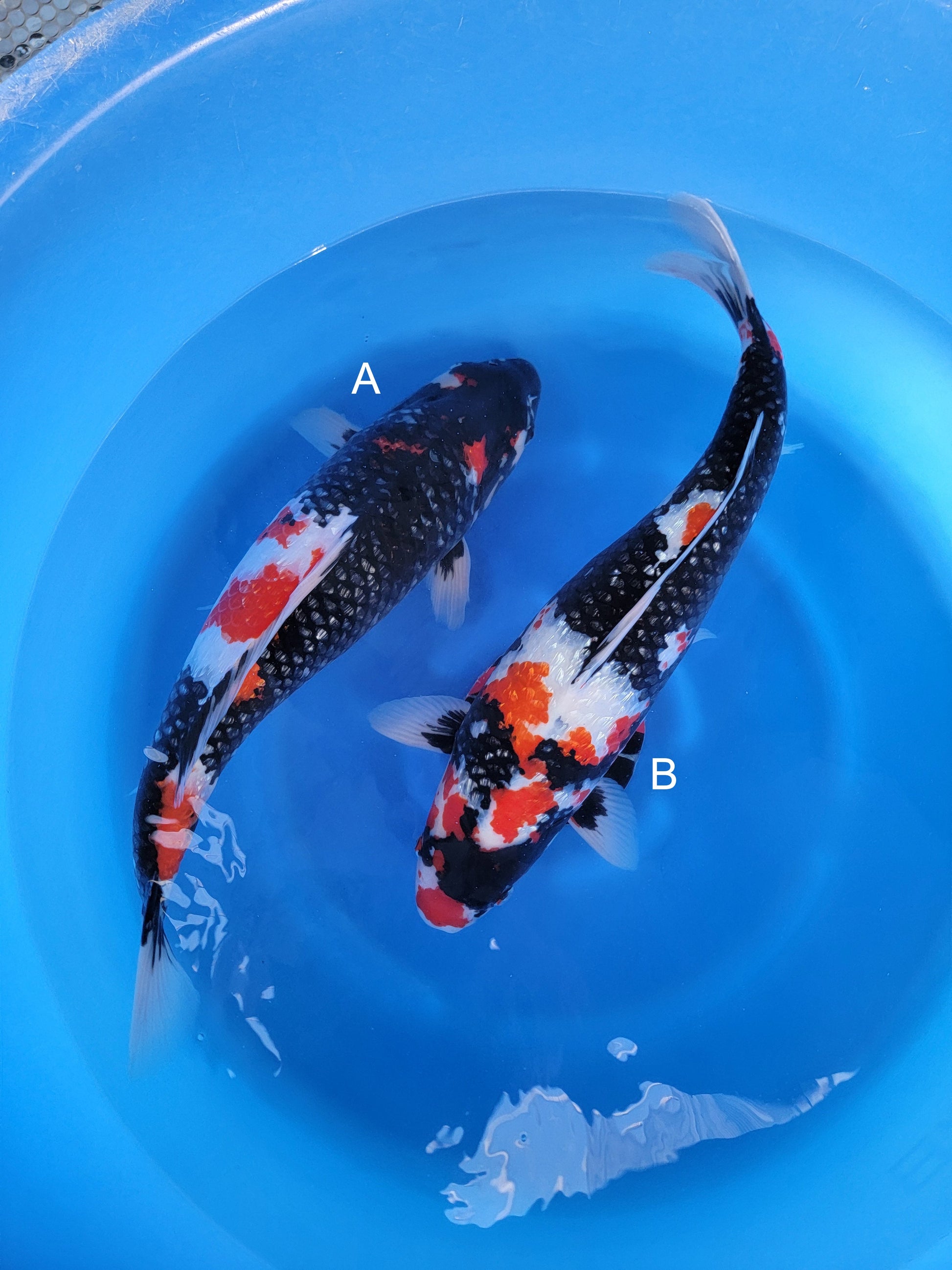Koi fish for sale — undefined-undefined cm Shinoda Ginrin Showa at ChampKoi