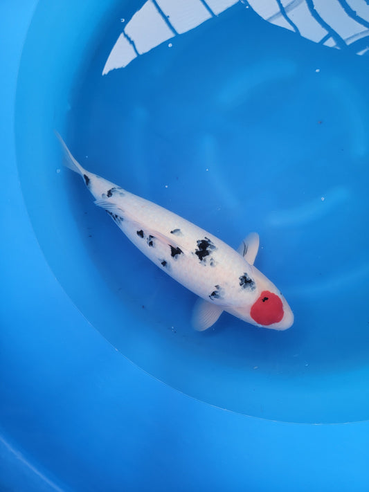 Koi fish for sale — 58 cm Maruhiro Tancho Sanke at ChampKoi
