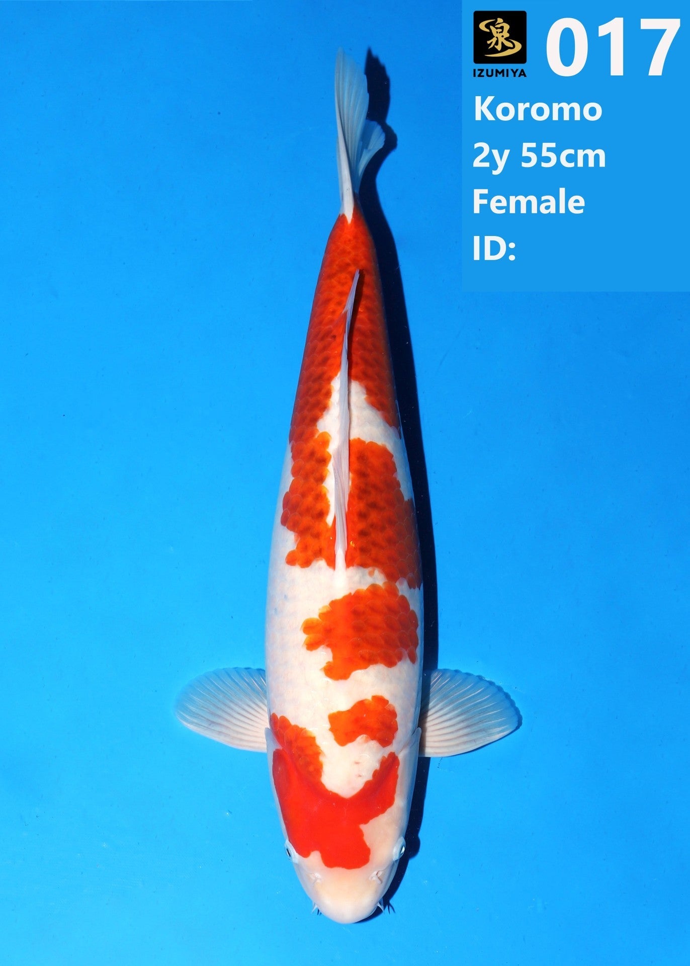 Koi fish for sale — 58 cm Izumiya Ai Goromo at ChampKoi