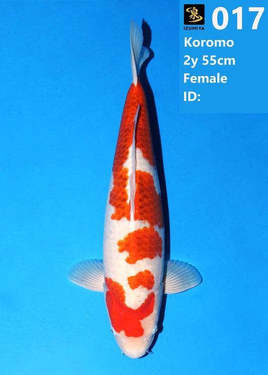 Koi fish for sale — 58 cm Izumiya Ai Goromo at ChampKoi