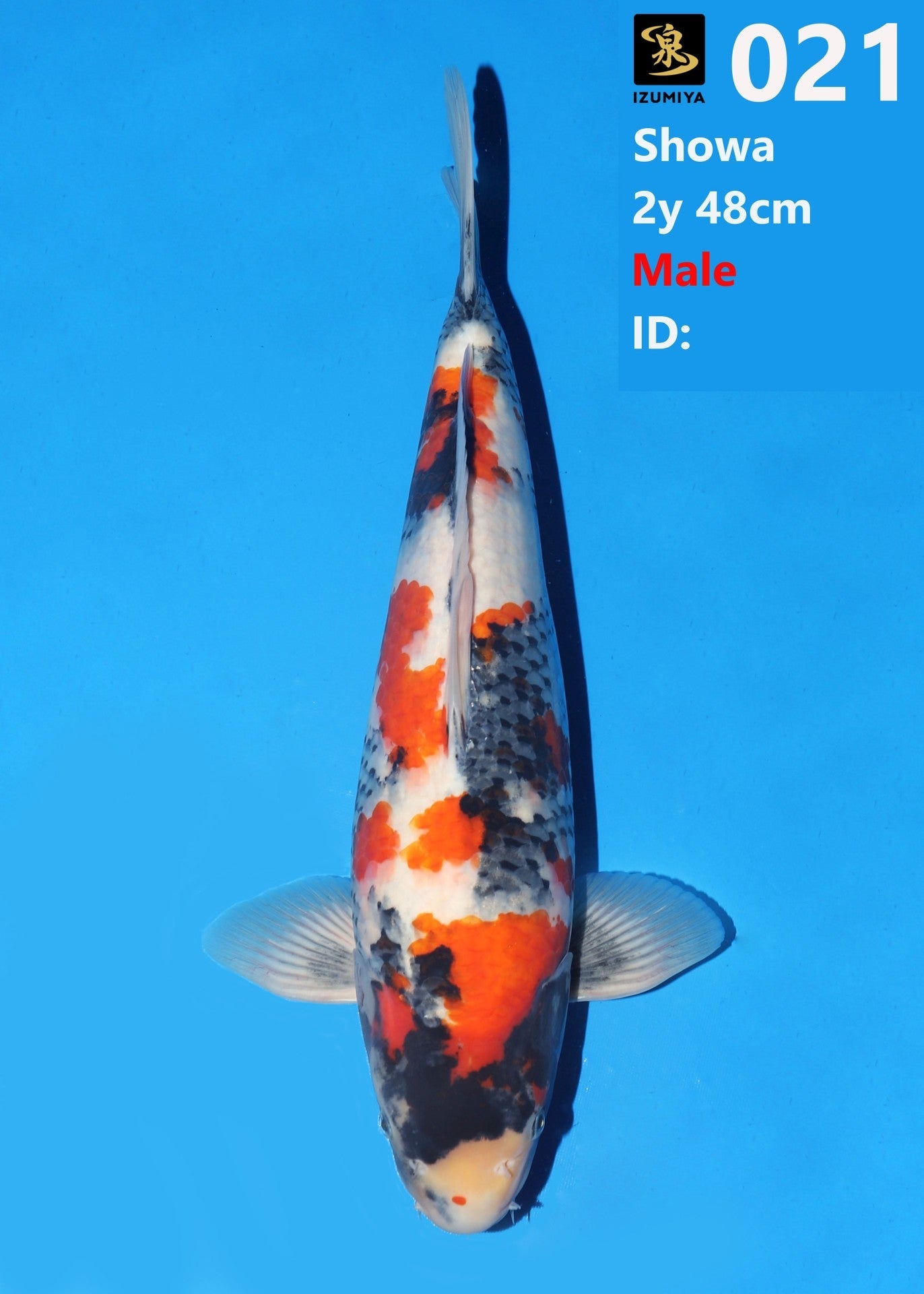 Koi fish for sale — 48 cm Izumiya Showa at ChampKoi