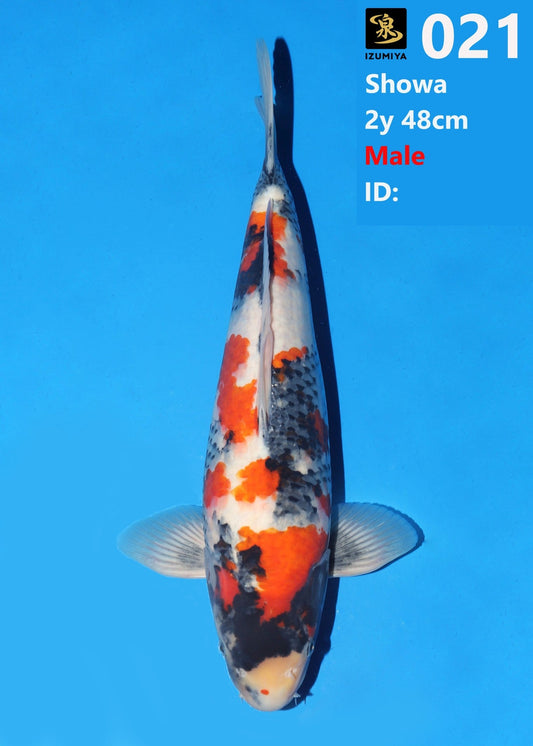 Koi fish for sale — 48 cm Izumiya Showa at ChampKoi