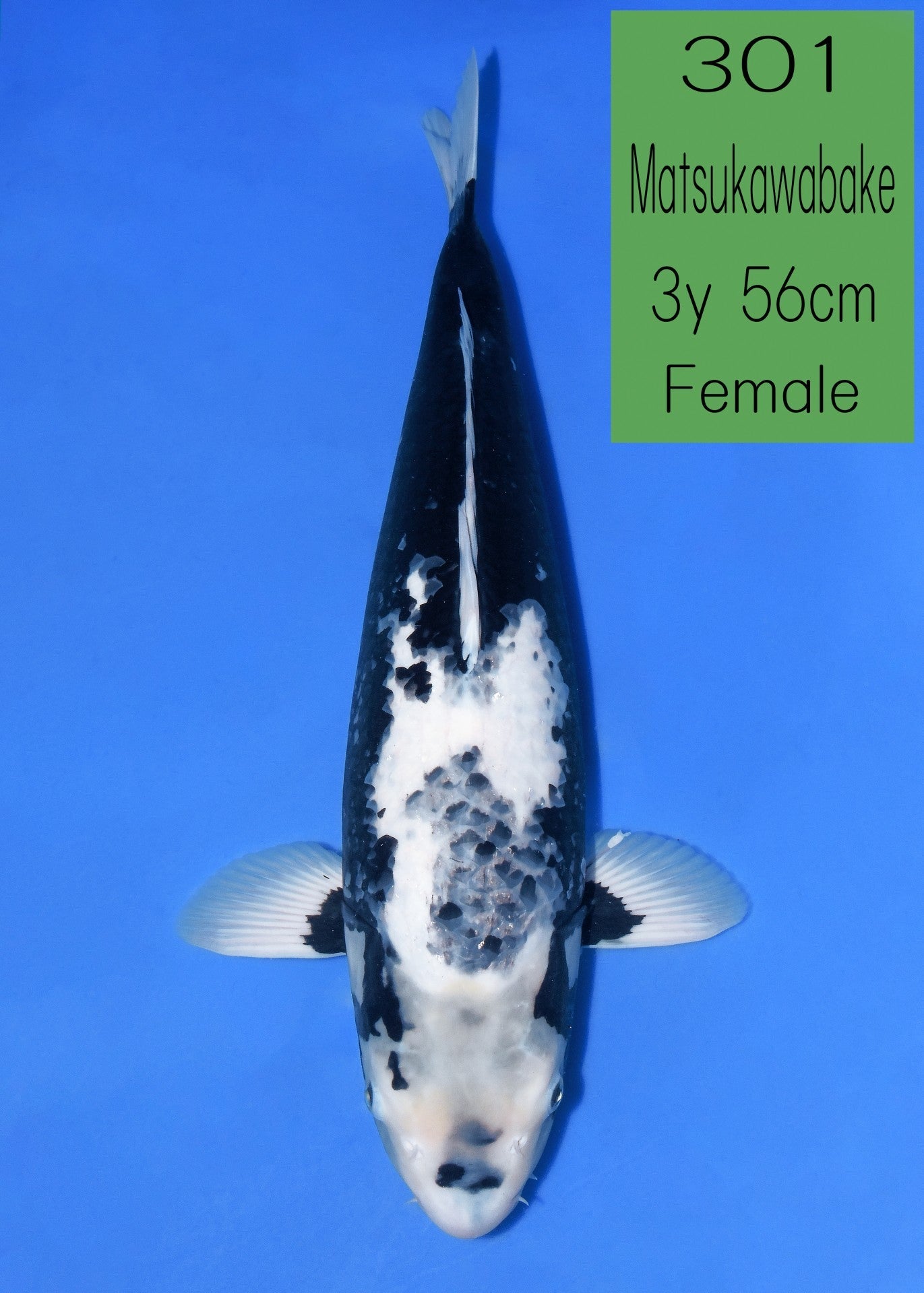 Koi fish for sale — 56 cm Takatatsu Matsukawabake at ChampKoi