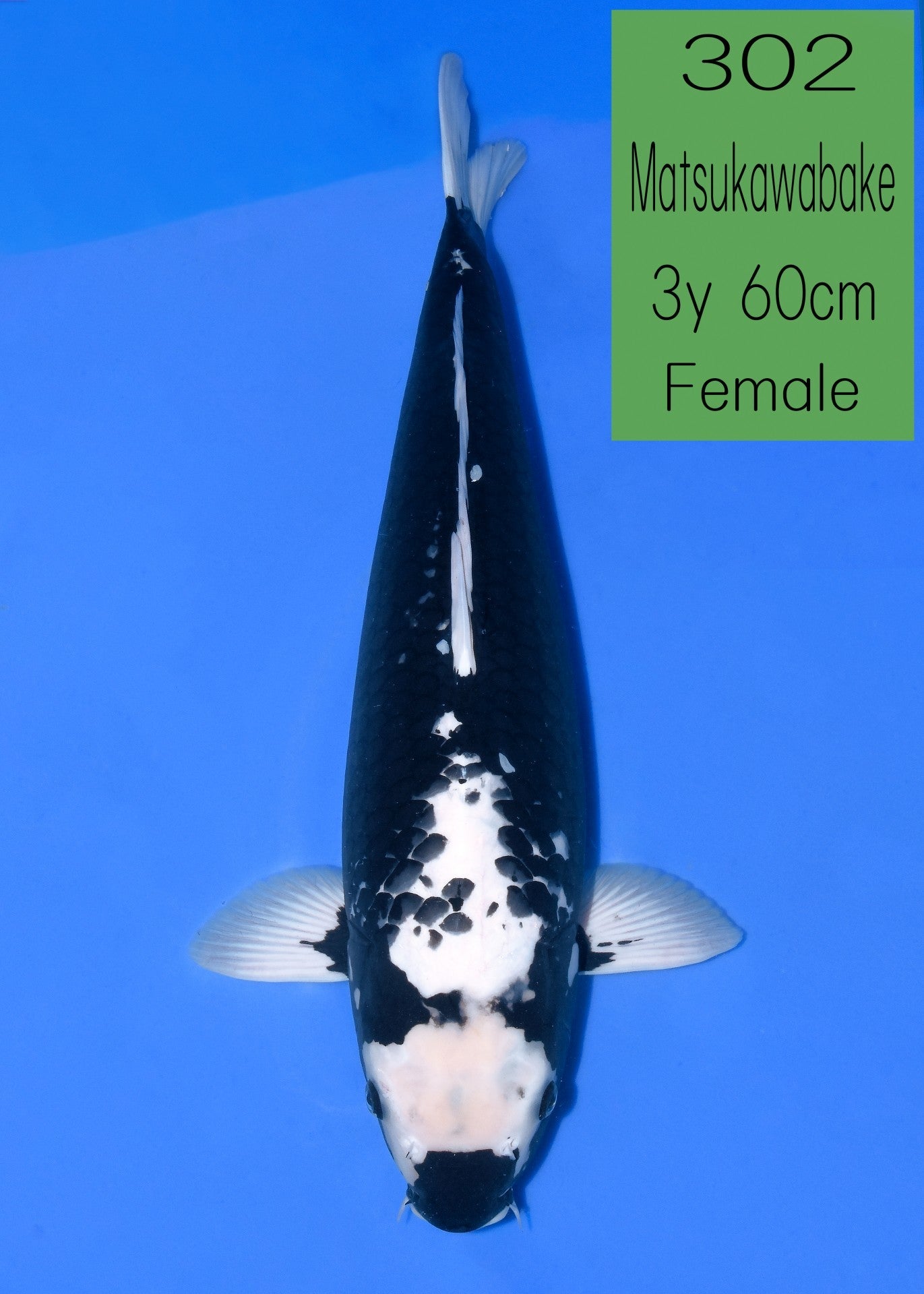 Koi fish for sale — 60 cm Takatatsu Matsukawabake at ChampKoi