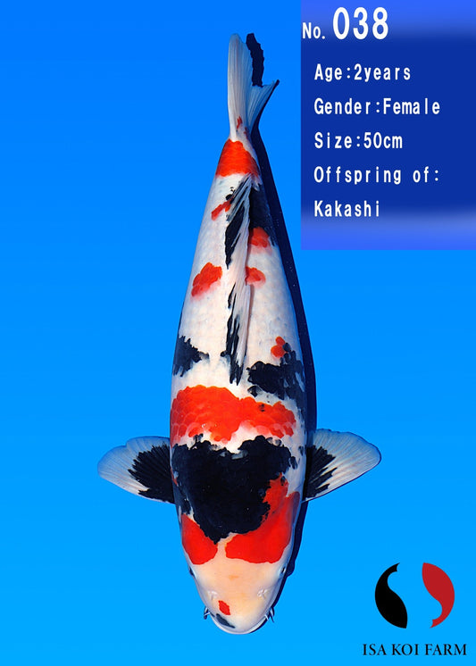 Koi fish for sale — 50 cm Isa Showa at ChampKoi