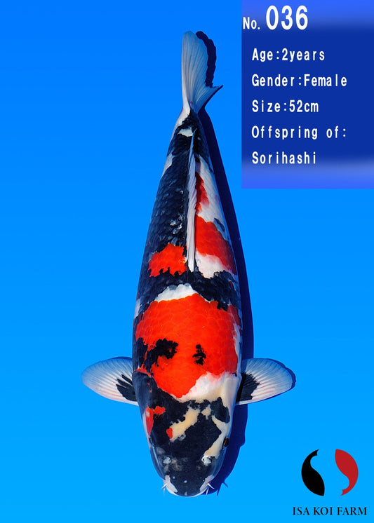 Koi fish for sale — 52 cm Isa Showa at ChampKoi