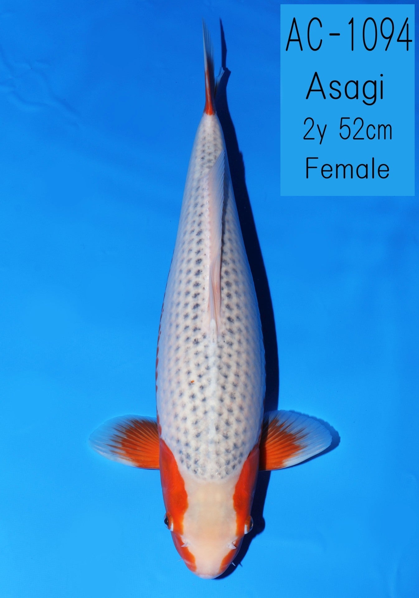 Koi fish for sale — 52 cm Ooya Asagi at ChampKoi