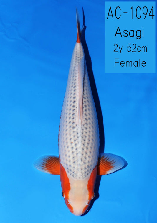 Koi fish for sale — 52 cm Ooya Asagi at ChampKoi