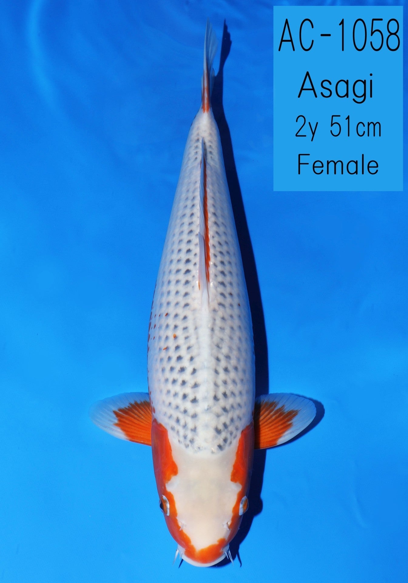 Koi fish for sale — 51 cm Ooya Asagi at ChampKoi