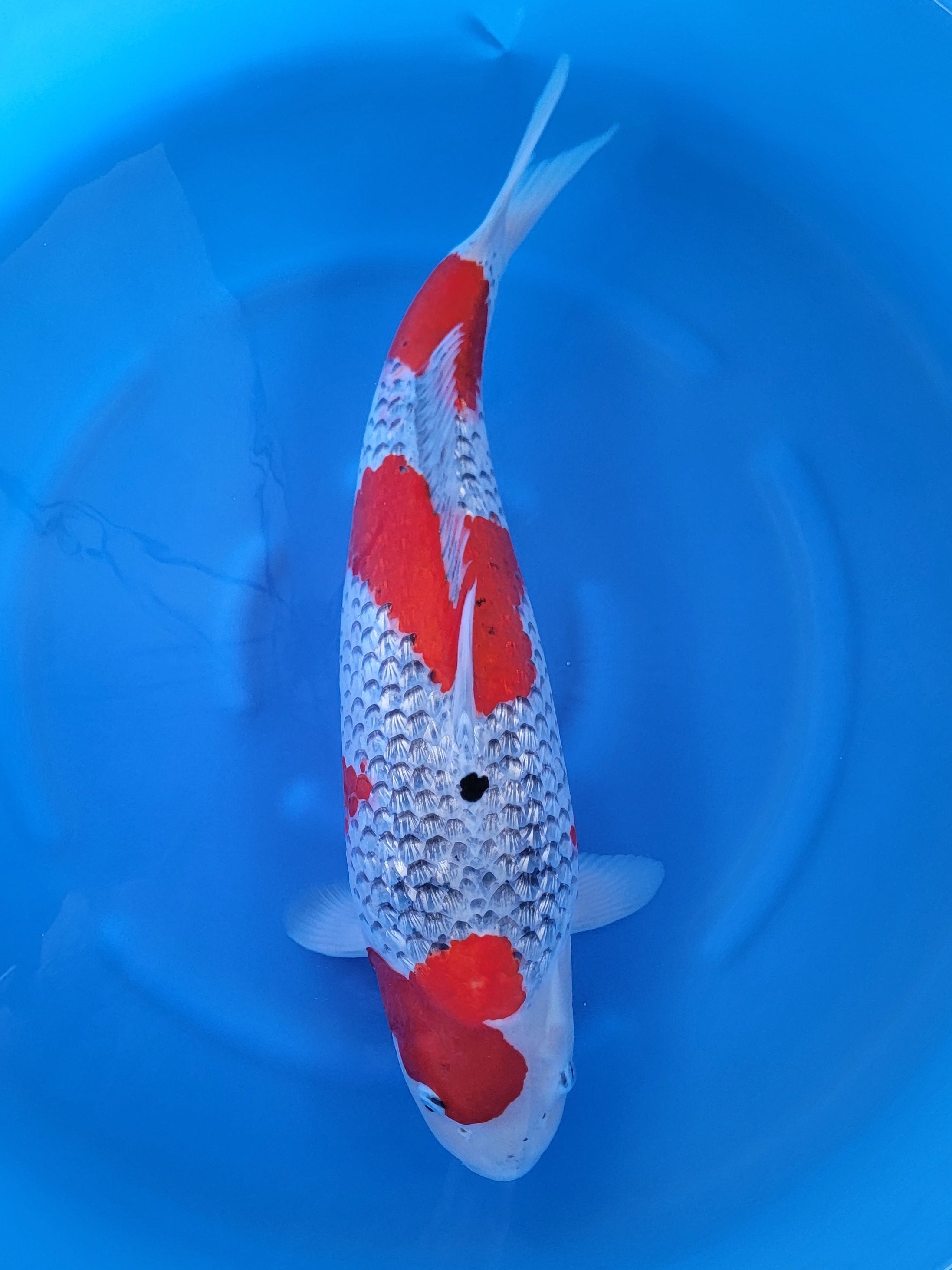 錦鯉【NISHIKI-GOI】／KOI 紅白【KOUHAKU】／Red and White. ／ 新潟市【NIIGATA-CITY】／Born in 小千谷【OJIYA】／ 3才（3 years old） ／SIZE：40cm Ojiya, Niigata (新潟県小千谷市) - Nishikigoi no Sato (錦鯉の里