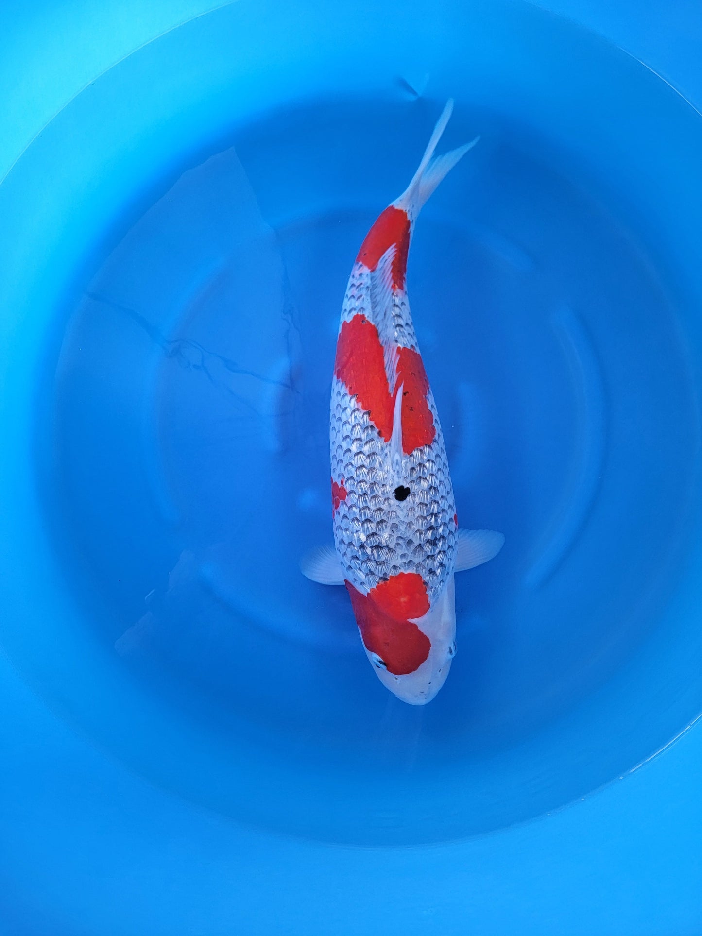 Koi fish for sale — 56 cm Kase Ginrin Goshiki at ChampKoi