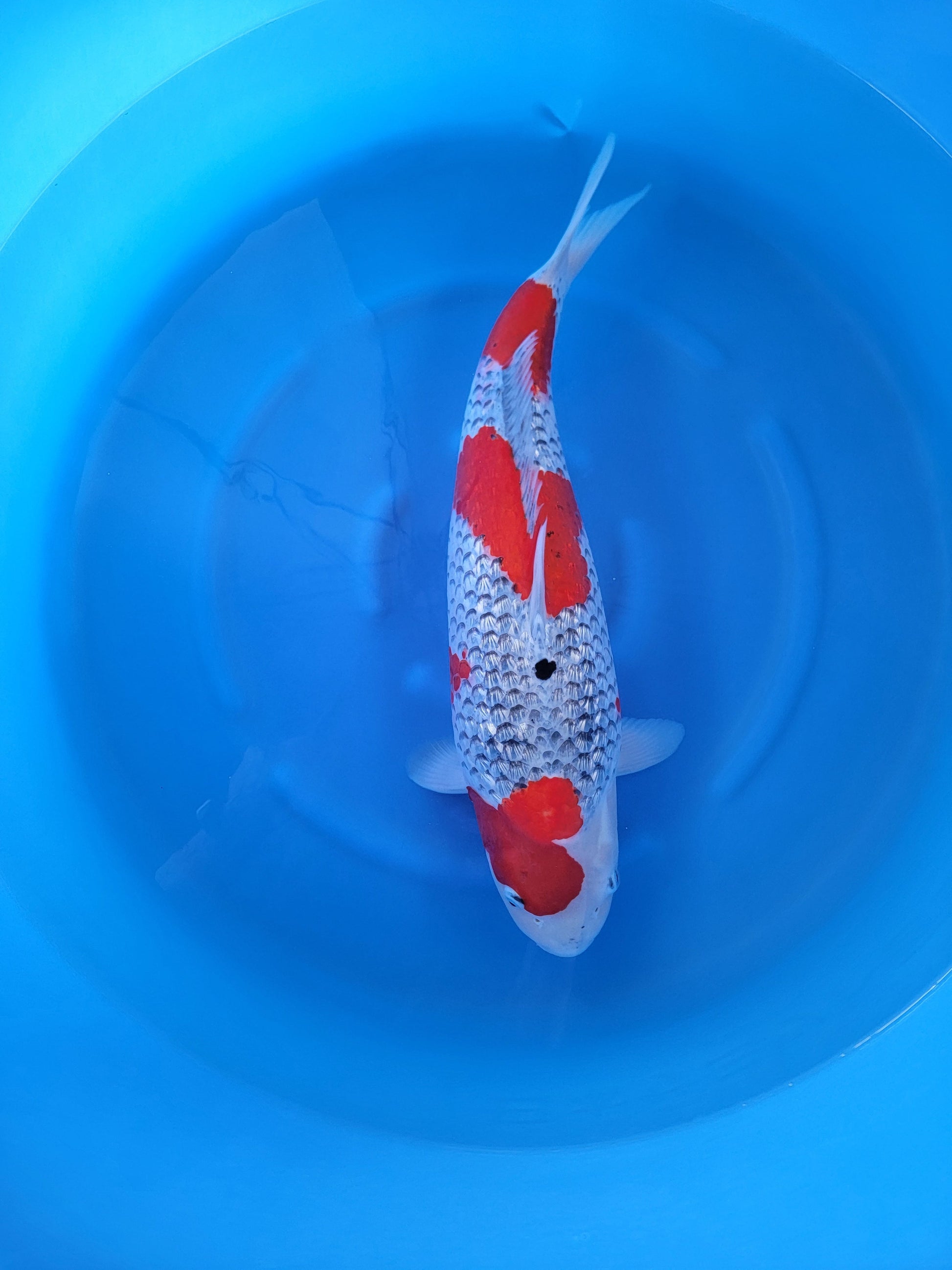Koi fish for sale — 56 cm Kase Ginrin Goshiki at ChampKoi