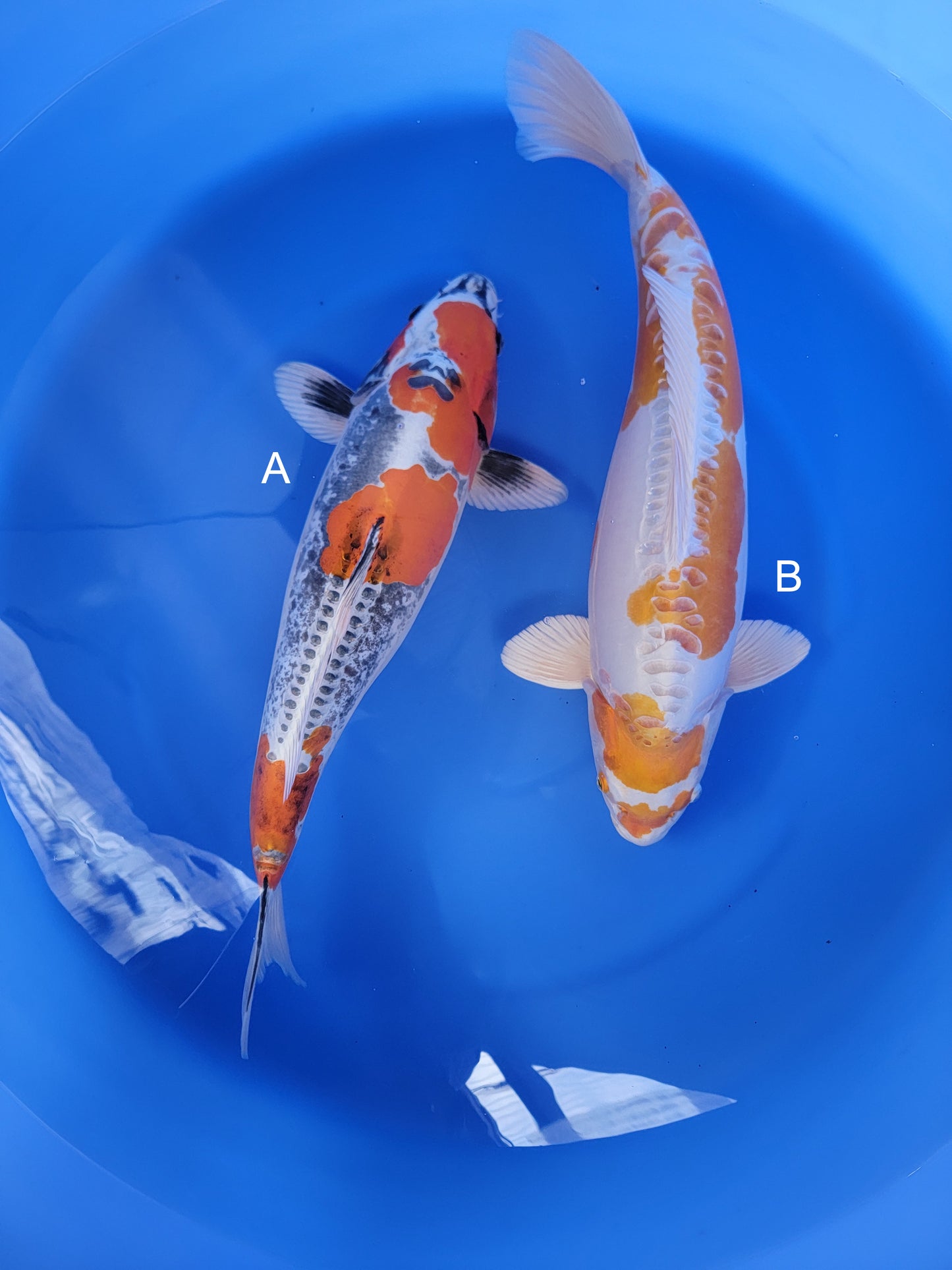Koi fish for sale — undefined-undefined cm Ozumi Ikarashi Beni Kikokuryu at ChampKoi