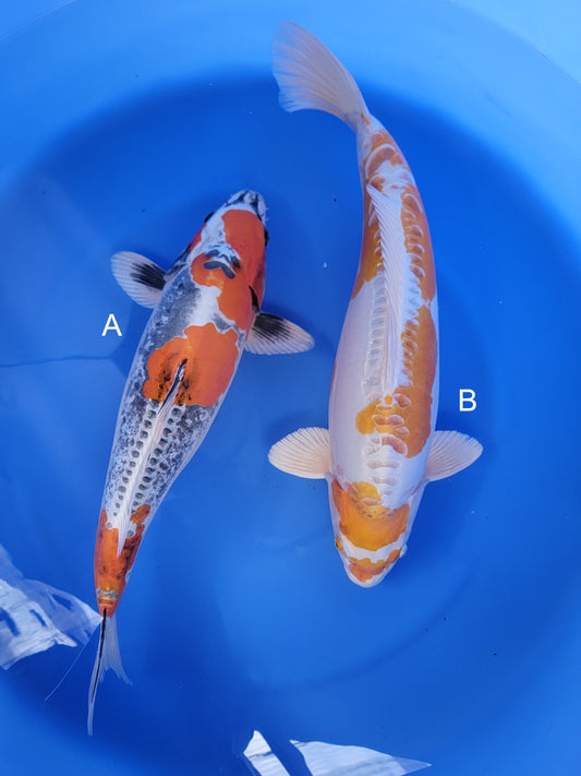 Koi fish for sale — undefined-undefined cm Ozumi Ikarashi Beni Kikokuryu at ChampKoi