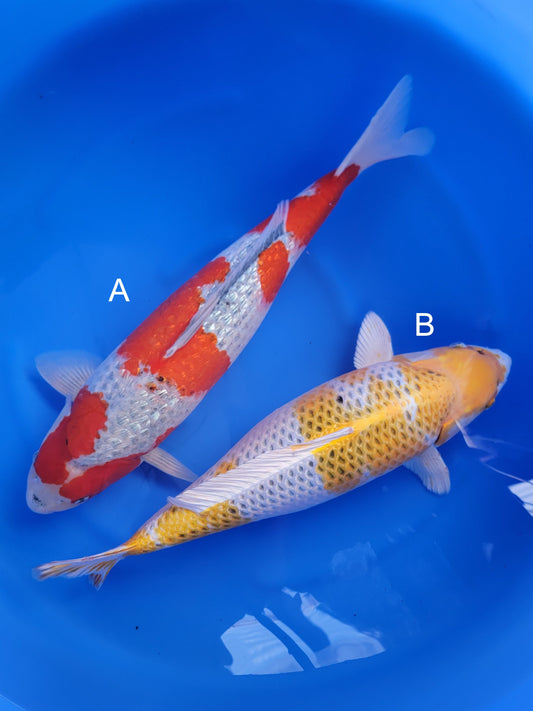 Koi fish for sale — undefined-undefined cm Ozumi Ikarashi Ginrin Goshiki at ChampKoi