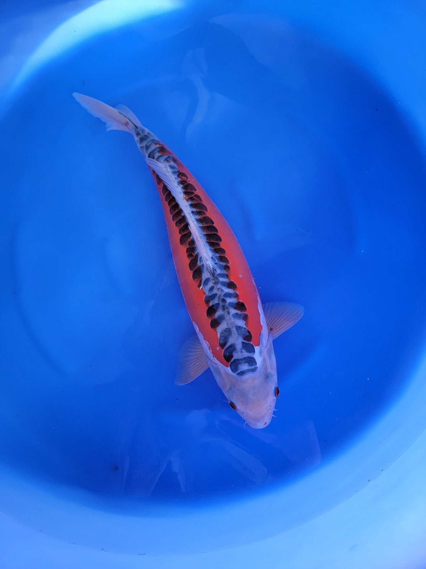 Koi fish for sale — 58 cm Ozumi Ikarashi Shusui at ChampKoi