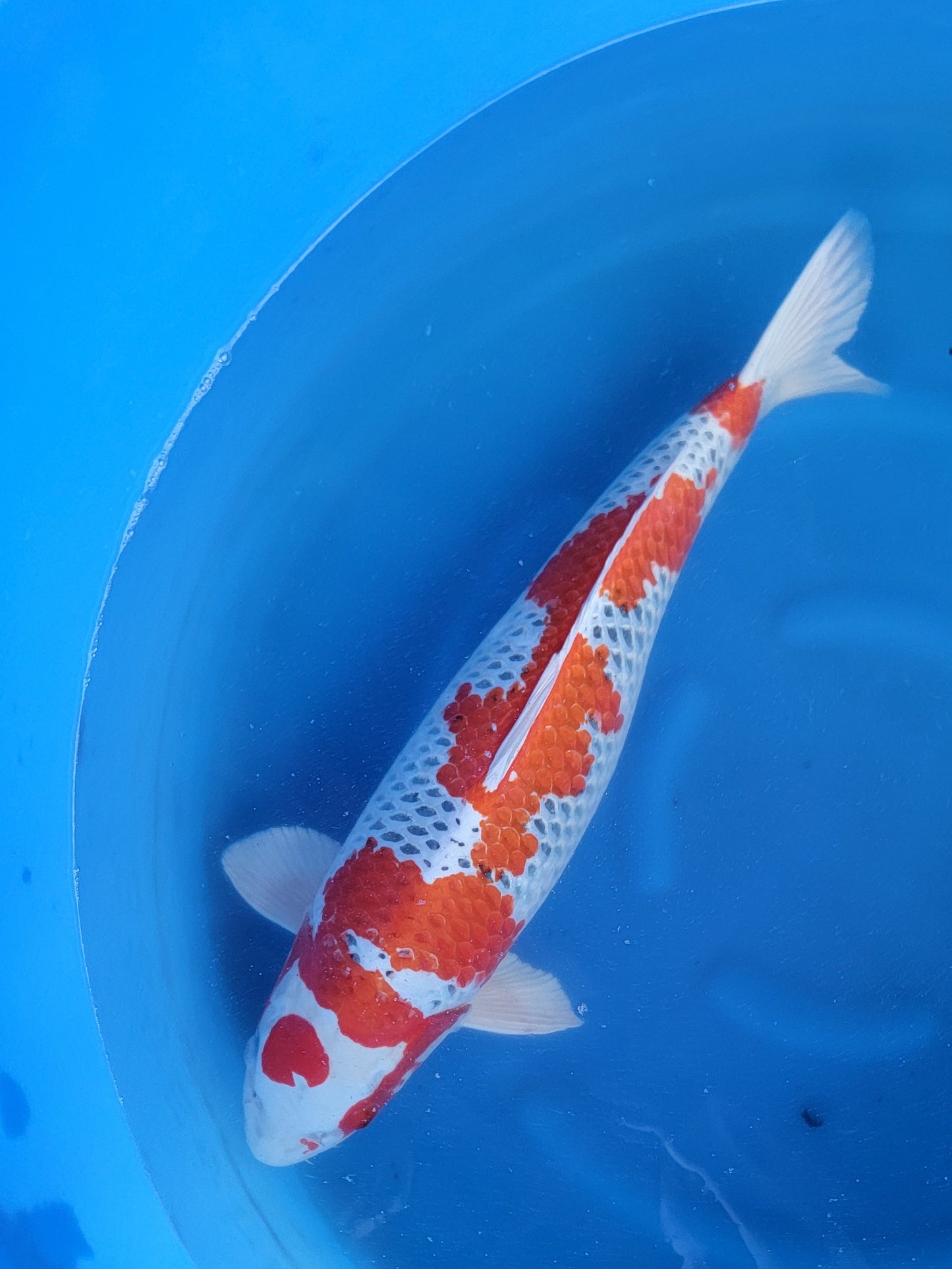 Koi fish for sale — 58 cm Marusei Kujaku at ChampKoi