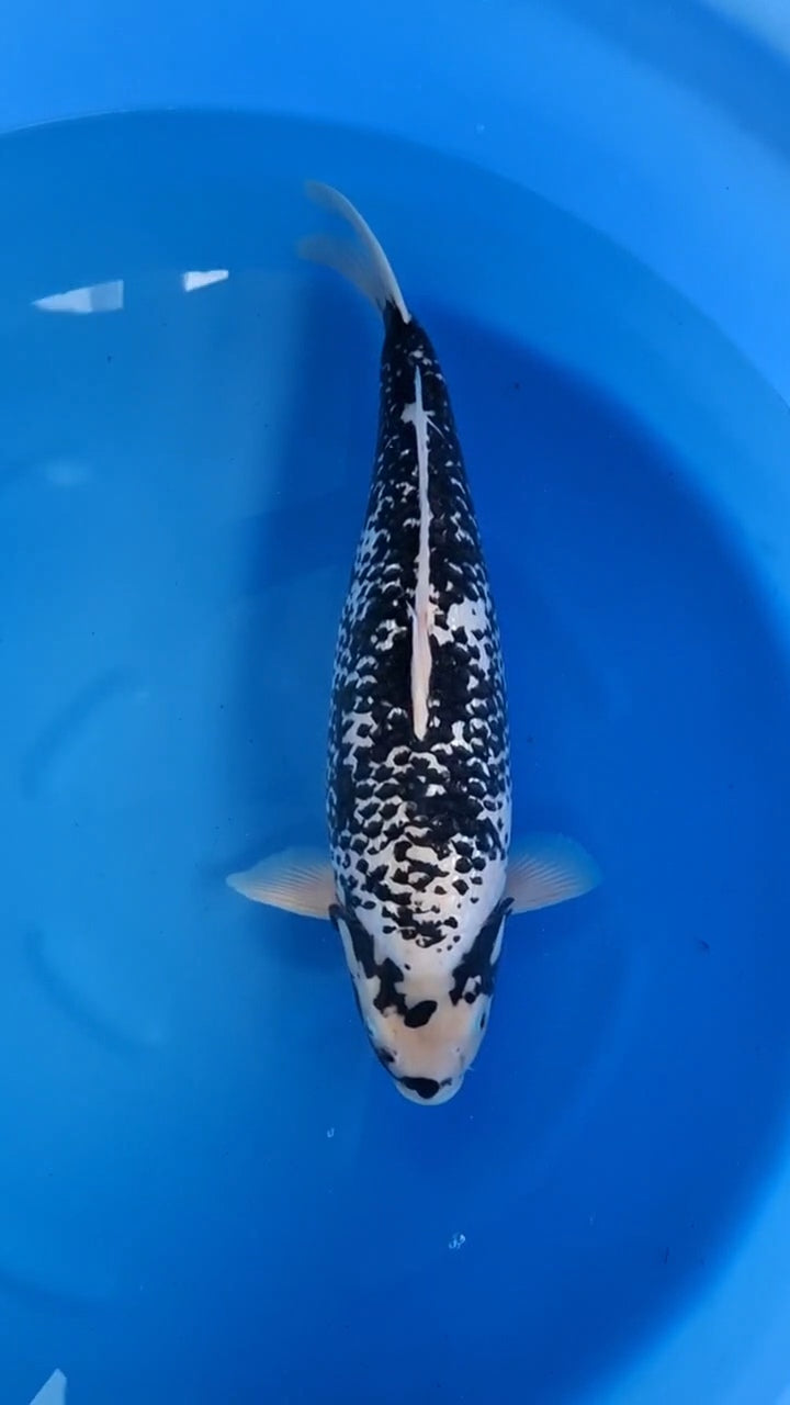 Koi fish for sale — 58 cm Ozumi Ikarashi Ginrin Matsukawabake at ChampKoi