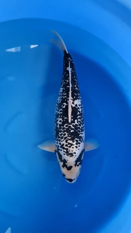 Koi fish for sale — 58 cm Ozumi Ikarashi Ginrin Matsukawabake at ChampKoi