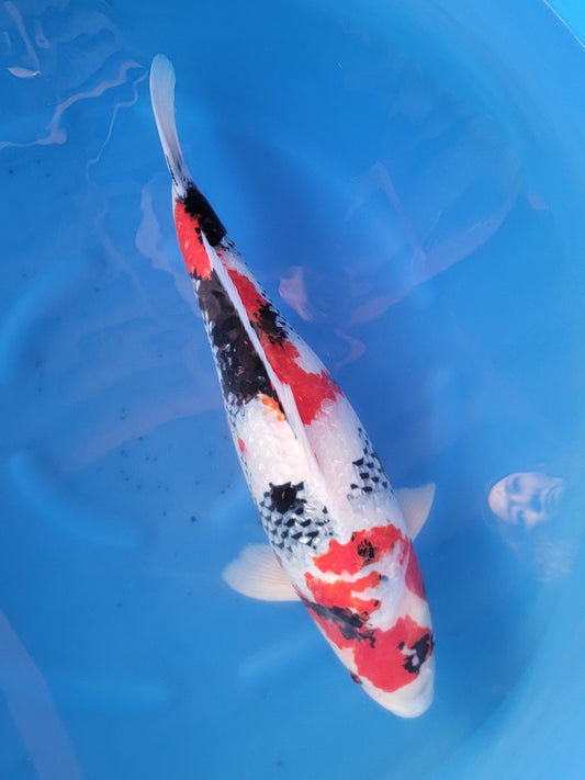 Koi fish for sale — 58 cm Marusei Ginrin Showa at ChampKoi
