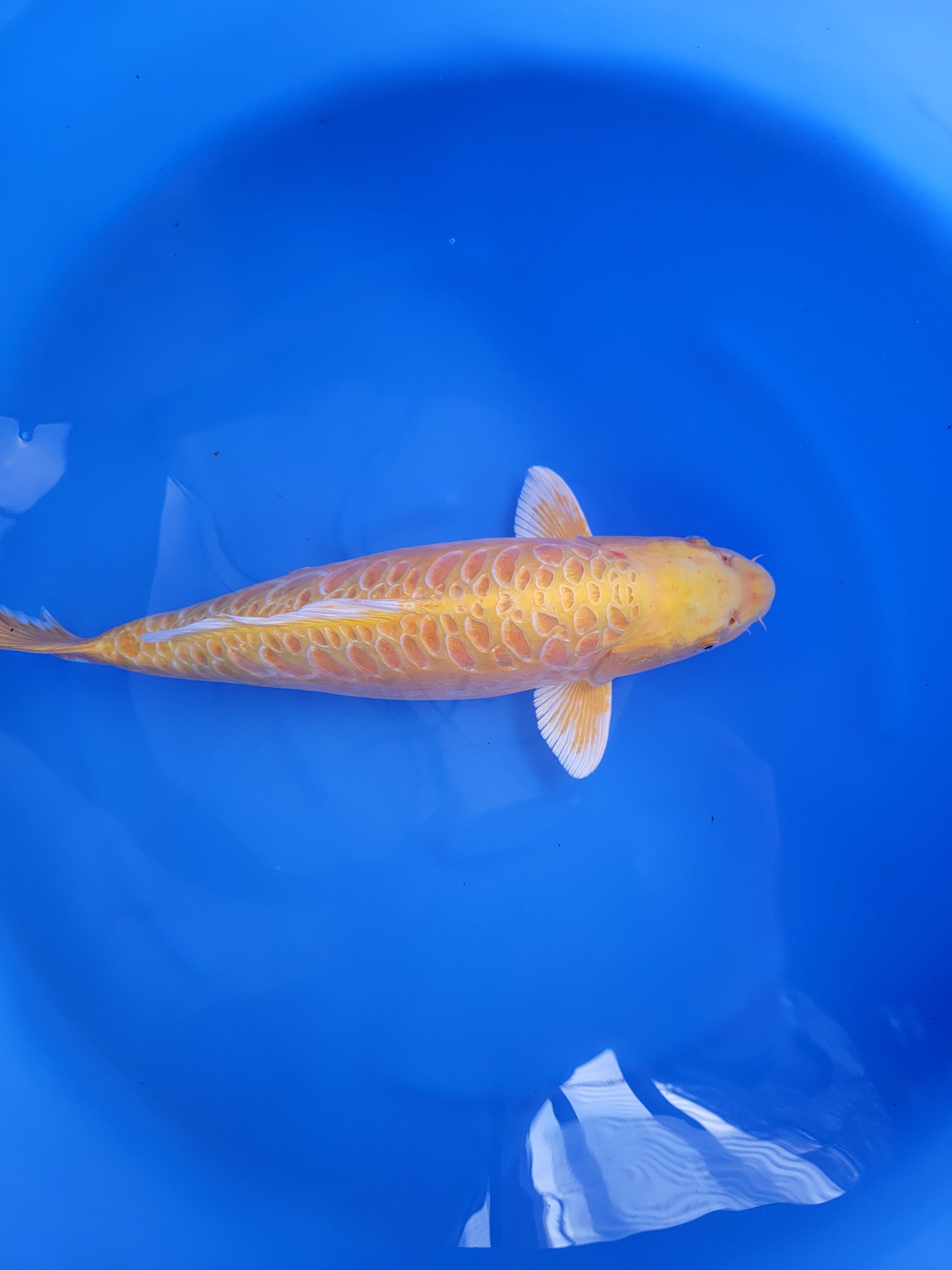 Koi fish for sale — 53 cm Marusei Aragoka Yamabuki Ogon at ChampKoi