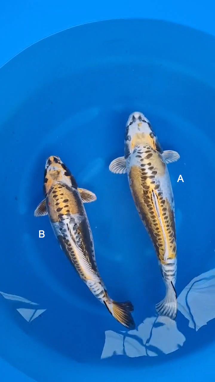Koi fish for sale — undefined-undefined cm Marusei Doitsu Kogane Ochiba at ChampKoi