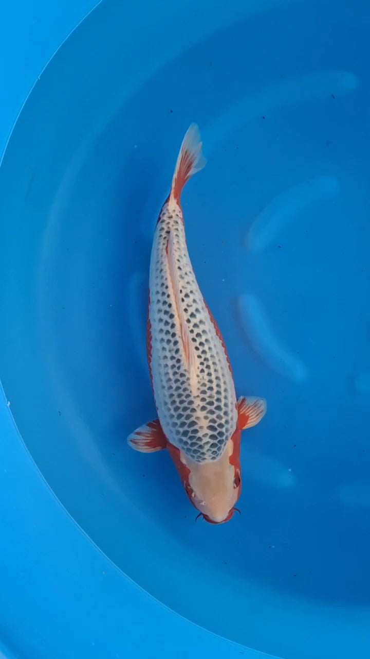 Koi fish for sale — 54 cm Marusei Asagi at ChampKoi