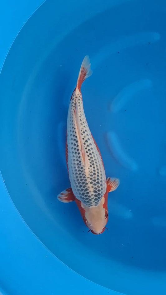 Koi fish for sale — 54 cm Marusei Asagi at ChampKoi
