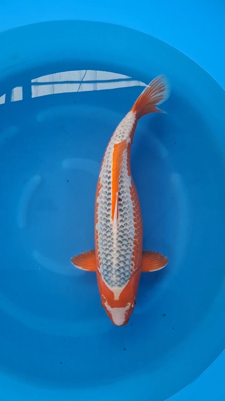 Koi fish for sale — 65 cm Marusei Asagi at ChampKoi