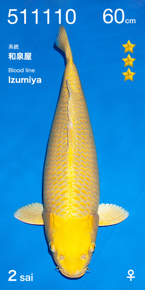 Koi fish for sale — 60 cm yoga Yamabuki Ogon at ChampKoi