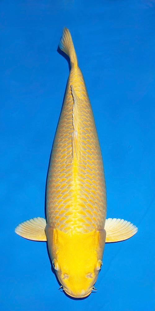 Yamabuki Ogon - image 3