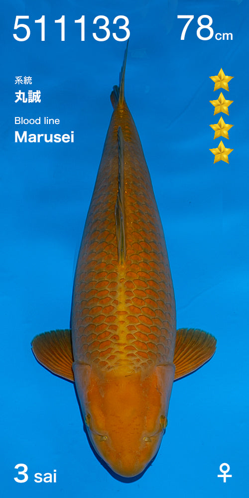 Koi fish for sale — 78 cm Ogata Chagoi at ChampKoi