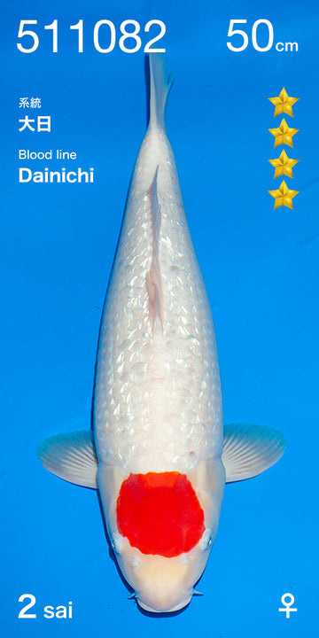 2025FALL-303 Tancho Kohaku Ginrin Kohaku