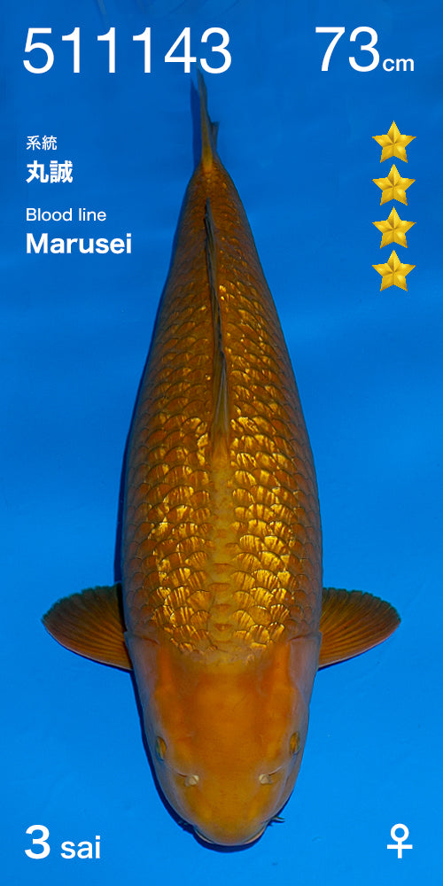 Koi fish for sale — 73 cm Ogata Ginrin Chagoi at ChampKoi