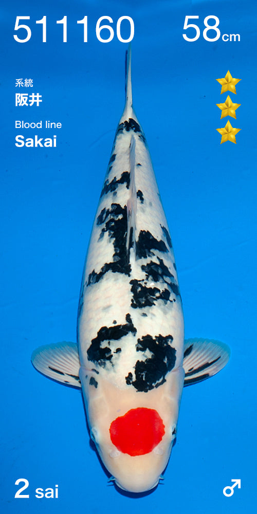 Koi fish for sale — 58 cm Ogata Tancho Sanke at ChampKoi