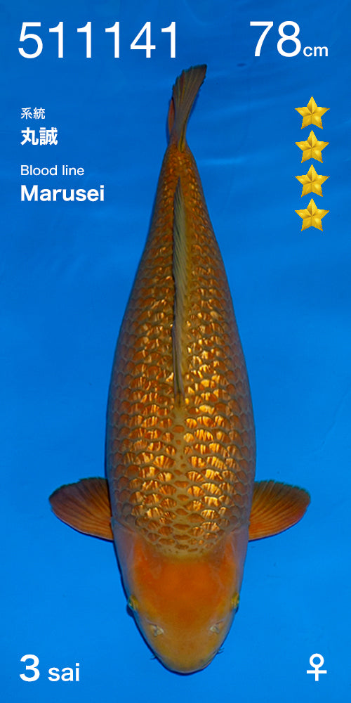 Koi fish for sale — 78 cm Ogata Ginrin Chagoi at ChampKoi